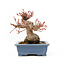 Acer palmatum, 11,5 cm, ± 15 anni