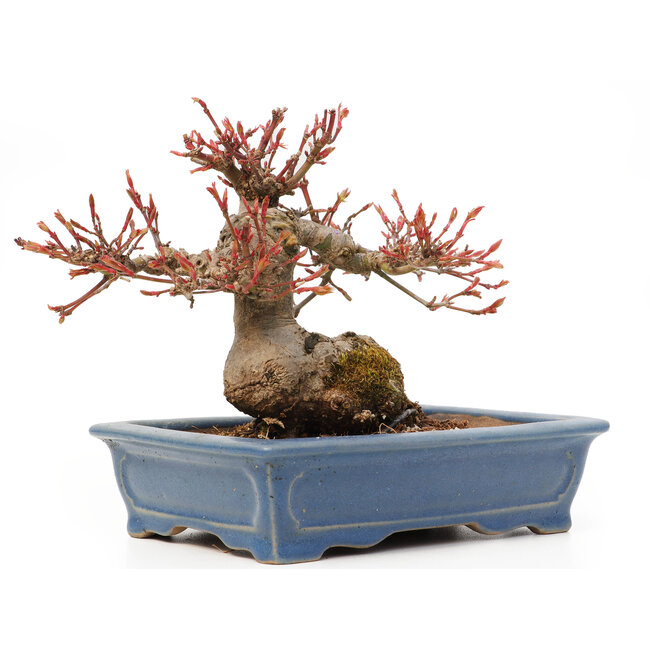 Acer palmatum, 11,5 cm, ± 15 jaar oud