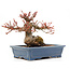 Acer palmatum, 11,5 cm, ± 15 anni