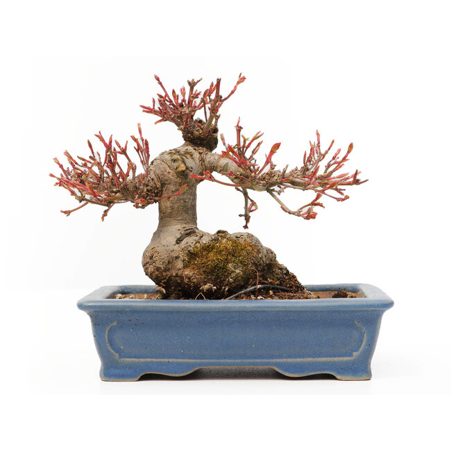 Acer palmatum, 11,5 cm, ± 15 años