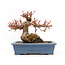 Acer palmatum, 11,5 cm, ± 15 anni