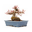 Acer palmatum, 11,5 cm, ± 15 anni