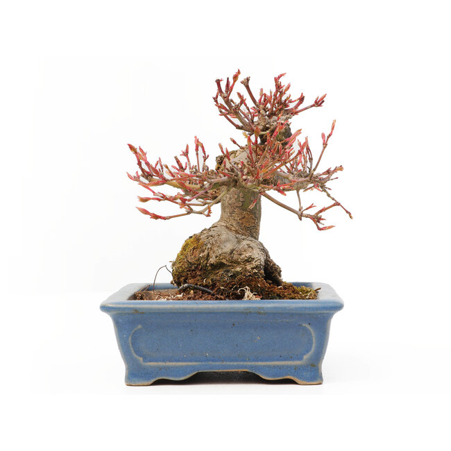 Acer palmatum, 11,5 cm, ± 15 ans