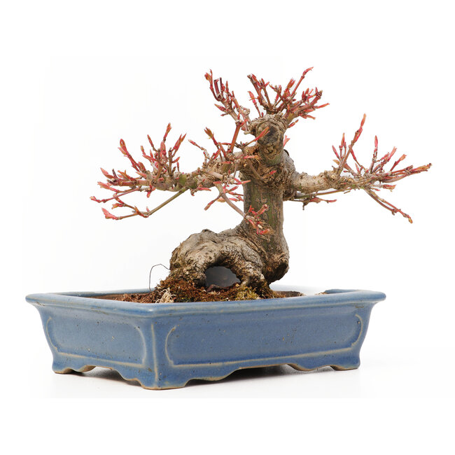 Acer palmatum, 11,5 cm, ± 15 ans