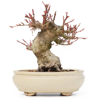 Acer palmatum, 14 cm, ± 20 jaar oud