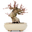 Acer palmatum, 14 cm, ± 20 Jahre alt