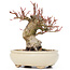 Acer palmatum, 14 cm, ± 20 Jahre alt