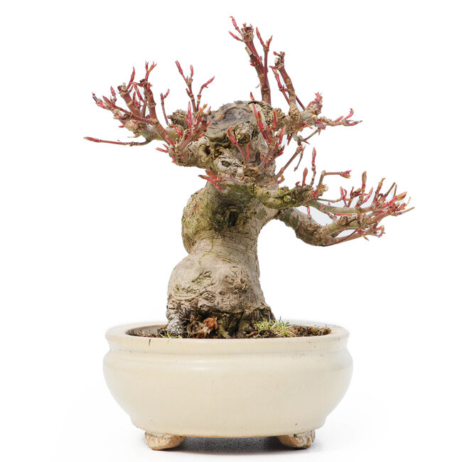 Acer palmatum, 14 cm, ± 20 Jahre alt