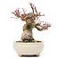 Acer palmatum, 14 cm, ± 20 Jahre alt