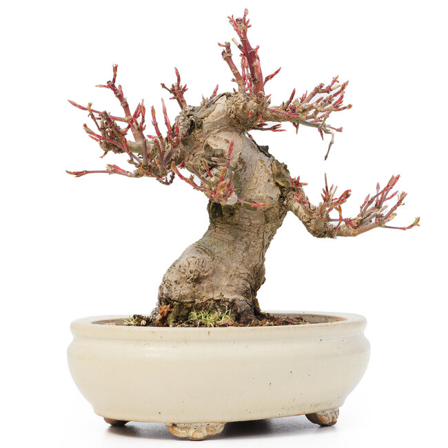 Acer palmatum, 14 cm, ± 20 ans