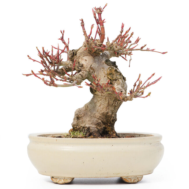 Acer palmatum, 14 cm, ± 20 anni