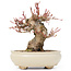 Acer palmatum, 14 cm, ± 20 anni