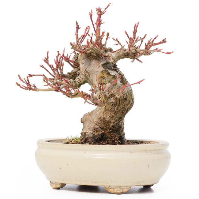 Acer palmatum, 14 cm, ± 20 jaar oud