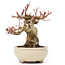 Acer palmatum, 14 cm, ± 20 jaar oud