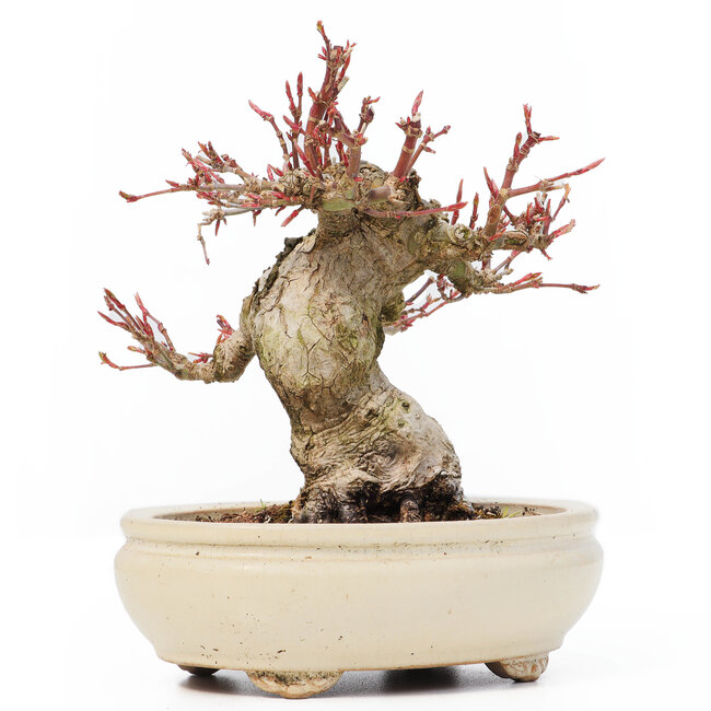 Acer palmatum, 14 cm, ± 20 años