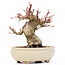 Acer palmatum, 14 cm, ± 20 jaar oud