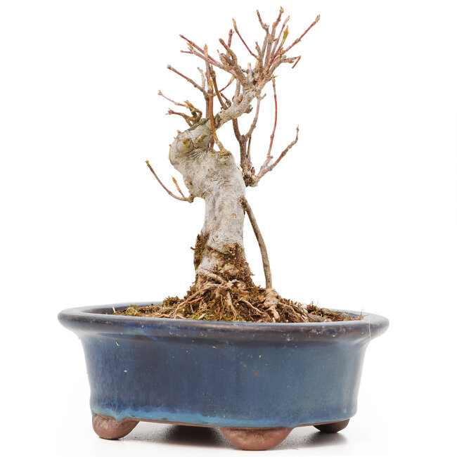 Acer buergerianum, 10 cm, ± 8 años