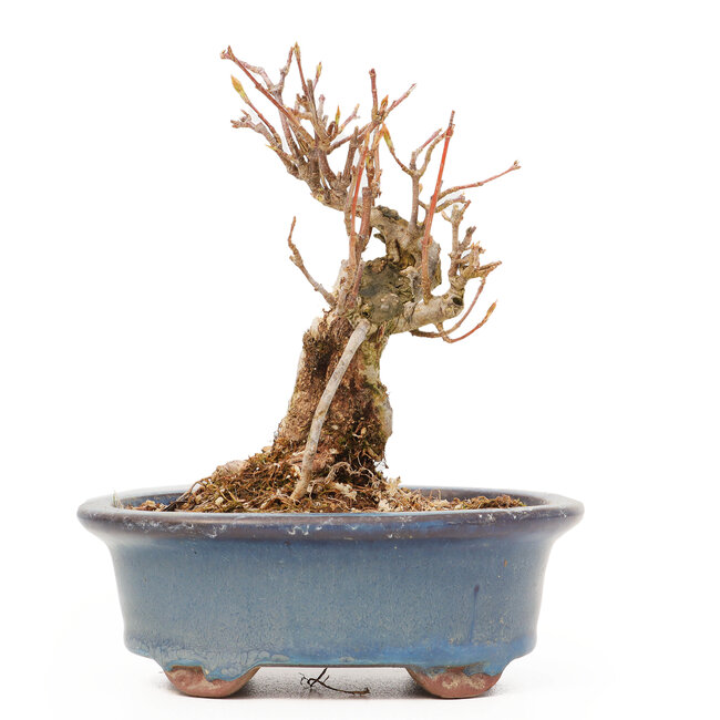 Acer buergerianum, 10 cm, ± 8 ans