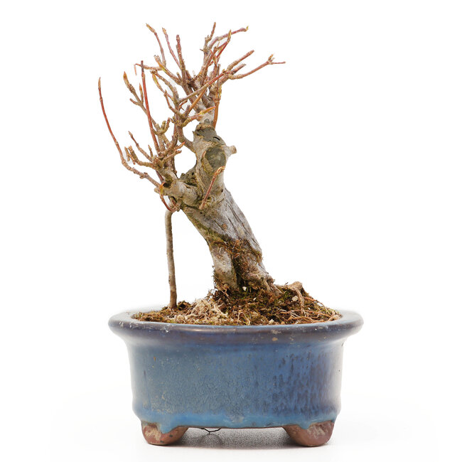 Acer buergerianum, 10 cm, ± 8 ans