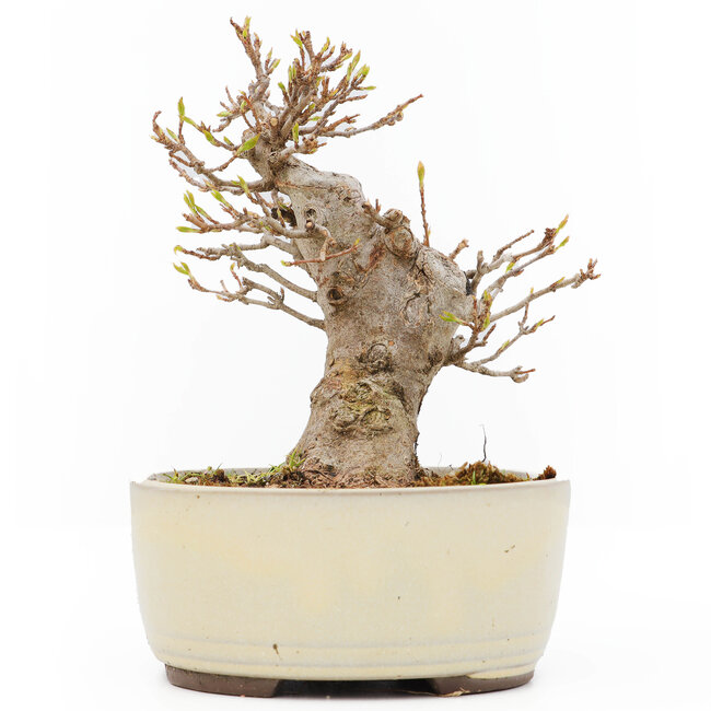 Acer buergerianum, 14 cm, ± 15 jaar oud