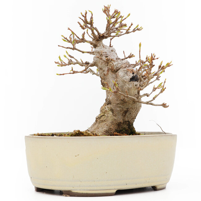 Acer buergerianum, 14 cm, ± 15 Jahre alt