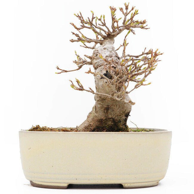 Acer buergerianum, 14 cm, ± 15 jaar oud