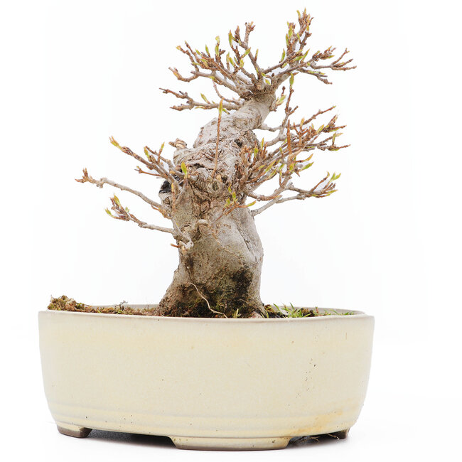 Acer buergerianum, 14 cm, ± 15 jaar oud