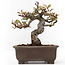 Eleagnus, 16 cm, ± 12 years old