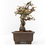 Eleagnus, 16 cm, ± 12 years old