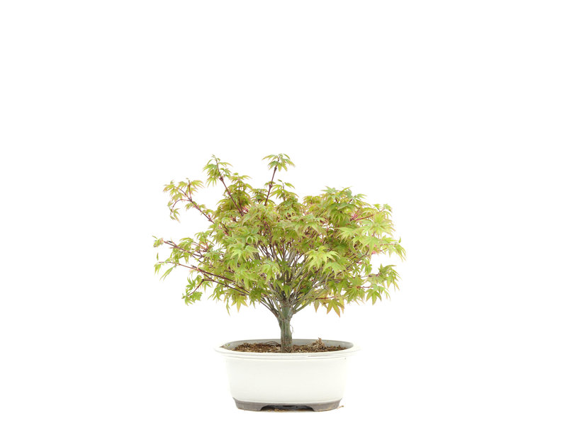 Acer palmatum Kiyohime, 18,5 cm, ± 6 Jahre alt