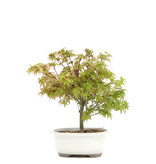 Acer palmatum Kiyohime, 18,5 cm, ± 6 jaar oud