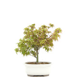 Acer palmatum Kiyohime, 18,5 cm, ± 6 jaar oud