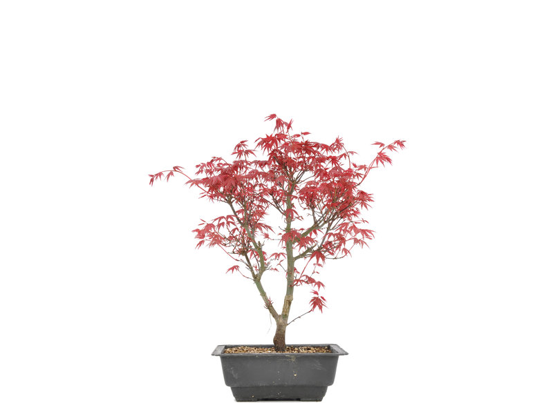 Acer palmatum Deshojo, 35 cm, ± 8 jaar oud