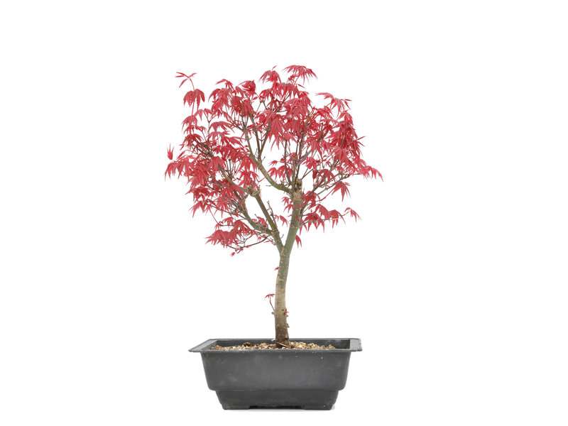 Acer palmatum Deshojo, 35 cm, ± 8 jaar oud