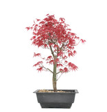 Acer palmatum Deshojo, 35 cm, ± 8 Jahre alt