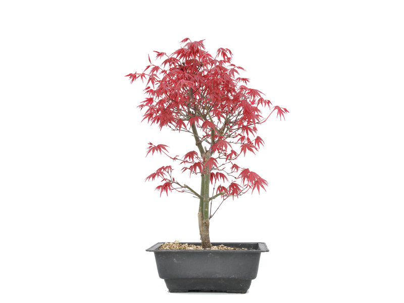 Acer palmatum Deshojo, 35 cm, ± 8 Jahre alt