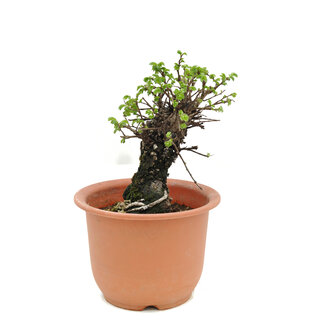 Ulmus parvifolia Nire, 19 cm, ± 8 Jahre alt