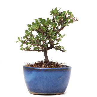 Cotoneaster horizontalis, 12,5 cm, ± 6 years old