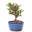 Cotoneaster horizontalis, 12,5 cm, ± 6 jaar oud, met witte bloemen en rode bessen