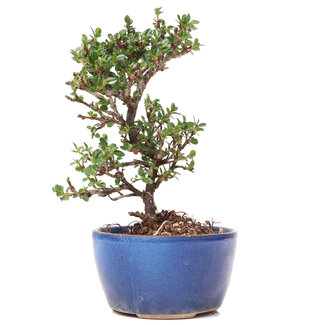 Cotoneaster horizontalis, 16 cm, ± 6 anni