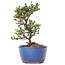 Cotoneaster horizontalis, 16 cm, ± 6 ans, à fleurs blanches et baies rouges