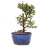 Cotoneaster horizontalis, 16 cm, ± 6 jaar oud, met witte bloemen en rode bessen