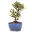 Cotoneaster horizontalis, 16 cm, ± 6 ans, à fleurs blanches et baies rouges