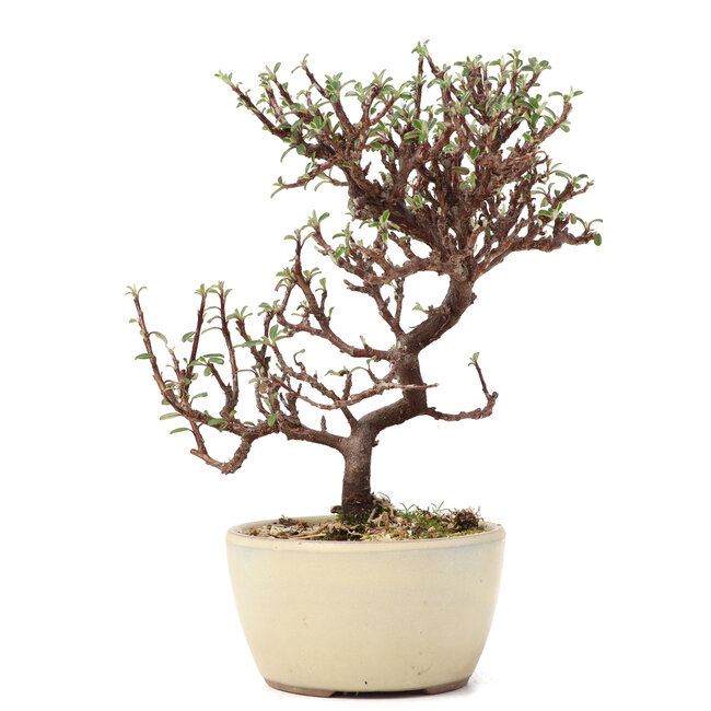 Cotoneaster horizontalis, 17,5 cm, ± 6 jaar oud, met witte bloemen en rode bessen