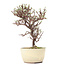 Cotoneaster horizontalis, 17,5 cm, ± 6 jaar oud, met witte bloemen en rode bessen