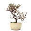 Cotoneaster horizontalis, 17,5 cm, ± 6 jaar oud, met witte bloemen en rode bessen