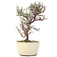 Cotoneaster horizontalis, 17,5 cm, ± 6 jaar oud, met witte bloemen en rode bessen