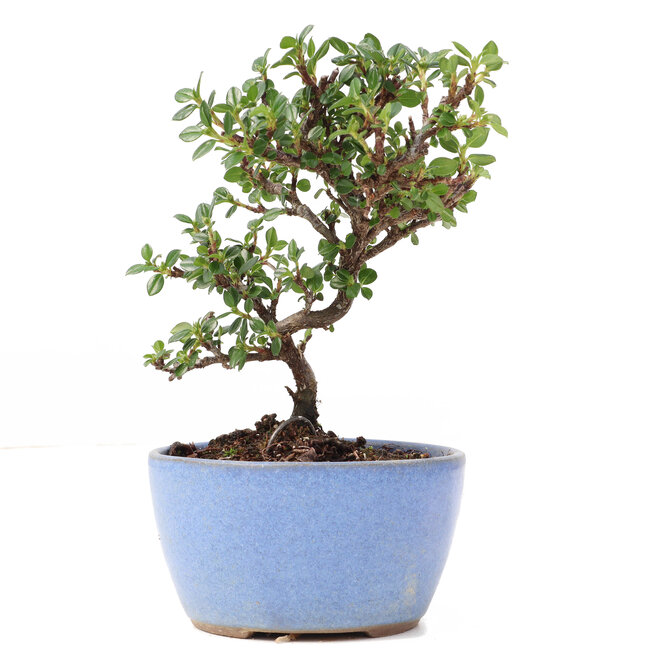 Cotoneaster horizontalis, 13,5 cm, ± 6 jaar oud, met witte bloemen en rode bessen