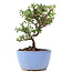 Cotoneaster horizontalis, 13,5 cm, ± 6 jaar oud, met witte bloemen en rode bessen