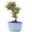 Cotoneaster horizontalis, 13,5 cm, ± 6 jaar oud, met witte bloemen en rode bessen